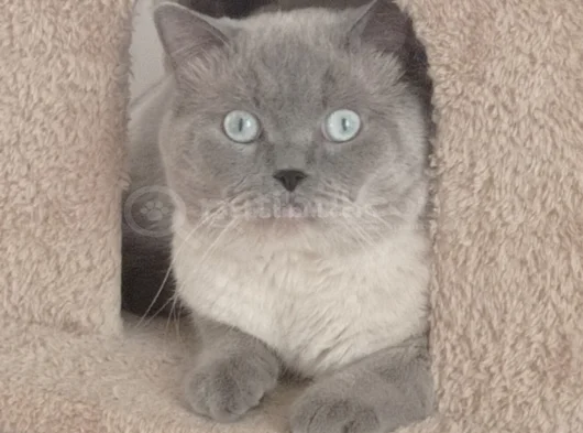 British Shorthair Blue Point görsel