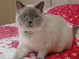 British shorthair blue point