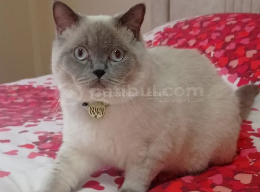 British Shorthair Blue Point