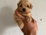Teslime Hazır Maltipoo Yavrularımız