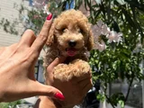 Apricot toy poodle aşılı ped eğitimli uygun fiyatlı