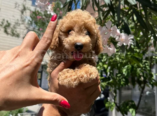Apricot Toy Poodle Aşılı Ped Eğitimli Uygun Fiyatlı