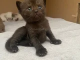 Safkan british shorthair