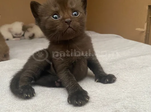 Safkan British Shorthair