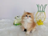 Efsane Saf Kan British Longhair Bebeklerim