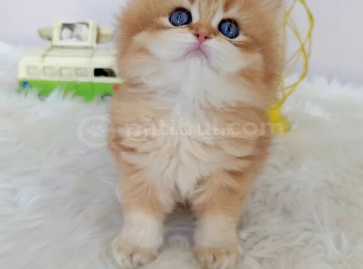 Efsane Saf Kan British Longhair Bebeklerim