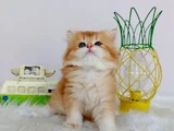 Efsane Saf Kan British Longhair Bebeklerim