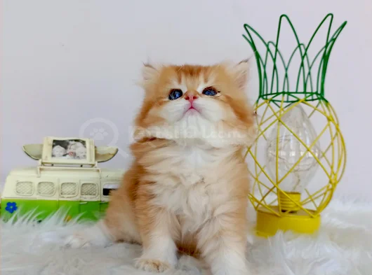Efsane Saf Kan British Longhair Bebeklerim görsel