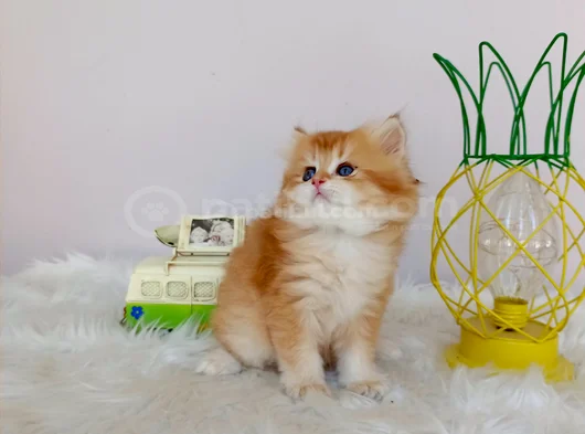Efsane Saf Kan British Longhair Bebeklerim görsel