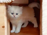Efsane Saf Kan British Longhair Bebeklerim
