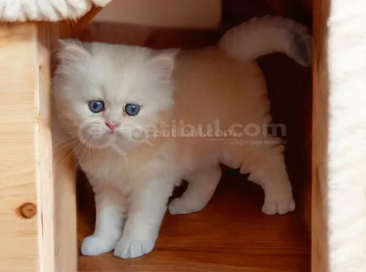 Efsane Saf Kan British Longhair Bebeklerim görsel