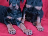 King palace