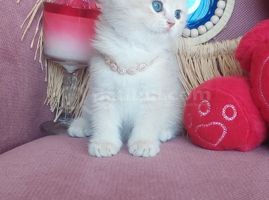Daha Mükemmeli Doğmadı görsel