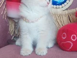 Daha Mükemmeli Doğmadı