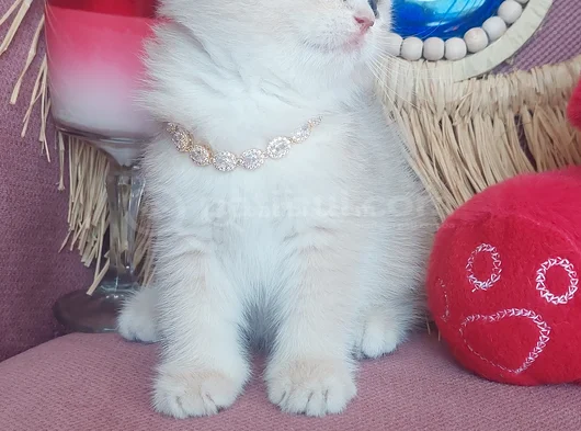 Daha Mükemmeli Doğmadı görsel