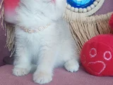 Daha Mükemmeli Doğmadı
