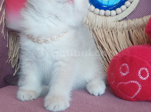 Daha Mükemmeli Doğmadı görsel