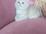 Daha mükemmeli doğmadı
