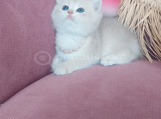 Daha Mükemmeli Doğmadı