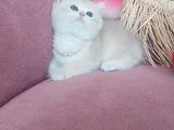 Daha Mükemmeli Doğmadı