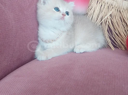 Daha Mükemmeli Doğmadı