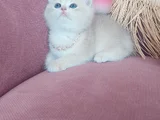 Daha Mükemmeli Doğmadı