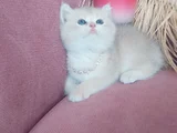 Daha Mükemmeli Doğmadı