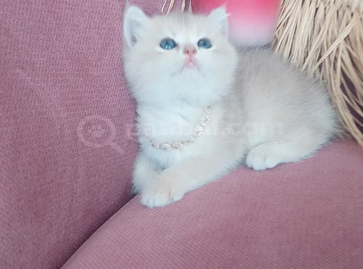 Daha Mükemmeli Doğmadı görsel