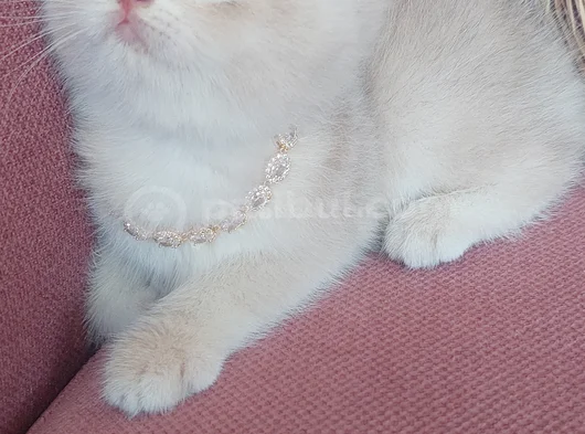 Daha Mükemmeli Doğmadı görsel