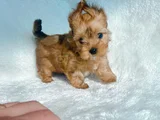 Petmode köpek çifrliğinde ziyarete açık morkie yavrularımız