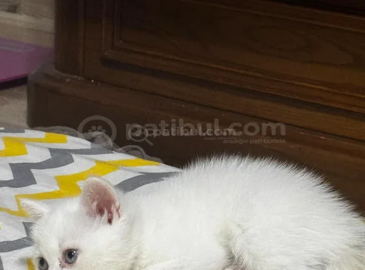 Beyaz Bri̇ti̇sh Yavrularimiz görsel