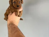 Kore Poodle Yavrularimiz