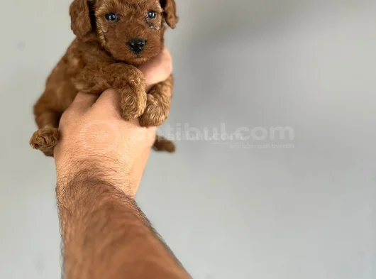 Kore Poodle Yavrularimiz görsel