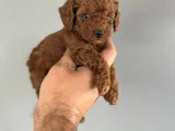 Kore Poodle Yavrularimiz