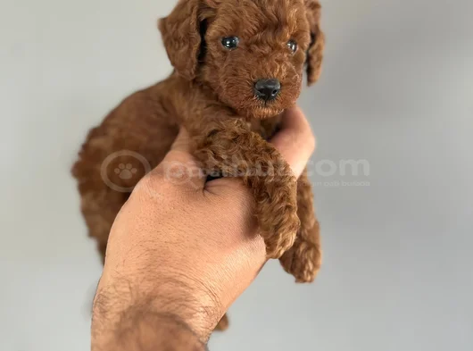 Kore Poodle Yavrularimiz görsel