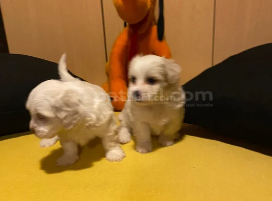 Kar Beyazı Maltese Bebeklerimiz görsel
