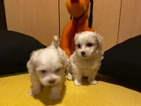 Kar Beyazı Maltese Bebeklerimiz
