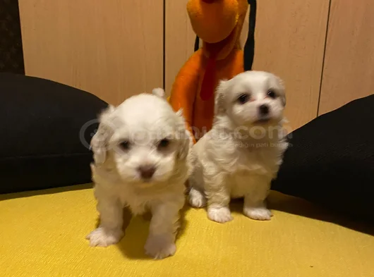 Kar Beyazı Maltese Bebeklerimiz