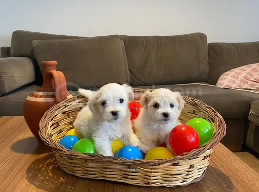 Teacup Maltese Terrier Bebekler