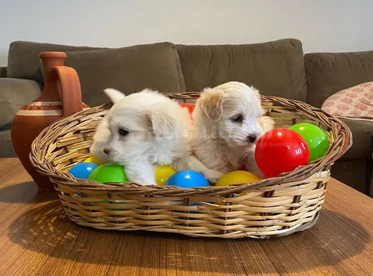 Teacup Maltese Terrier Bebekler görsel