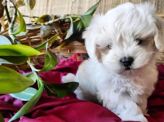 Pamuk Gibi Maltese Bebişler