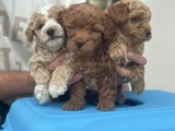 Petmode Köpek Çifrliğinde Ziyareye Açık Maltipoo