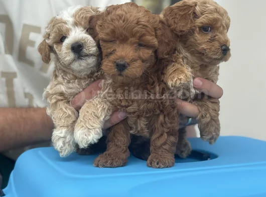 Petmode Köpek Çifrliğinde Ziyareye Açık Maltipoo görsel
