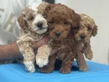 Petmode Köpek çifrliğinde ziyareye açık Maltipoo