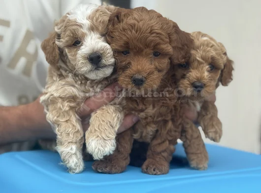 Petmode Köpek Çifrliğinde Ziyareye Açık Maltipoo