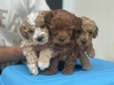 Petmode Köpek Çifrliğinde Ziyareye Açık Maltipoo