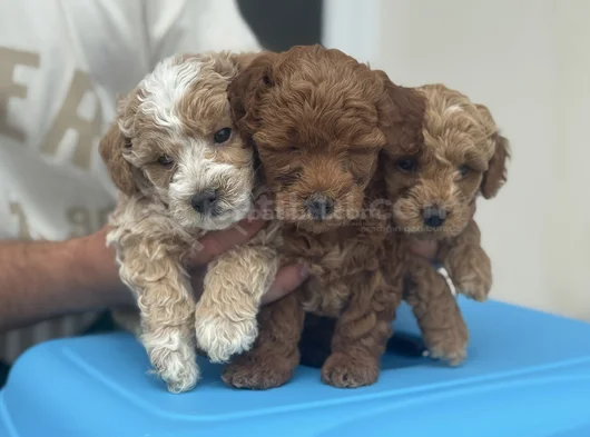 Petmode Köpek Çifrliğinde Ziyareye Açık Maltipoo görsel