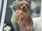 Petmode Köpek Çifrliğinde Ziyareye Açık Maltipoo