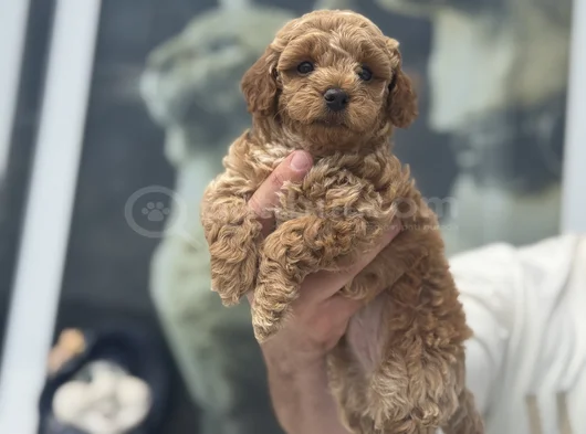 Petmode Köpek Çifrliğinde Ziyareye Açık Maltipoo görsel