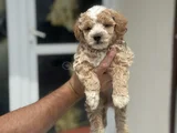 Petmode Köpek Çifrliğinde Ziyareye Açık Maltipoo